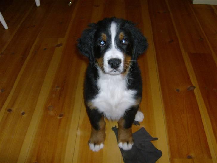 Berner sennenhund Indy billede 5