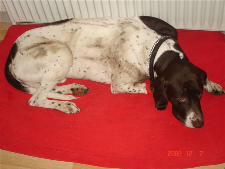 Gammel dansk hønsehund Eico billede 7