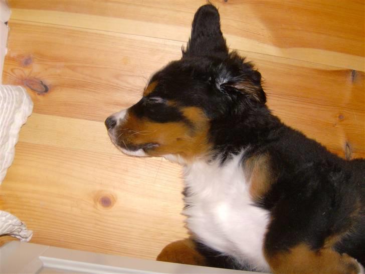 Berner sennenhund Indy billede 6