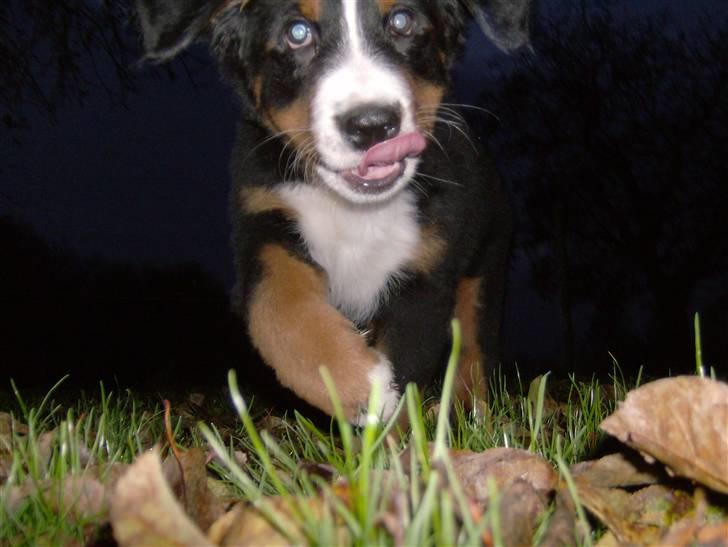 Berner sennenhund Indy billede 7