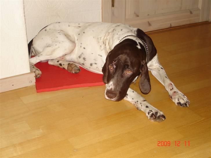 Gammel dansk hønsehund Eico billede 8