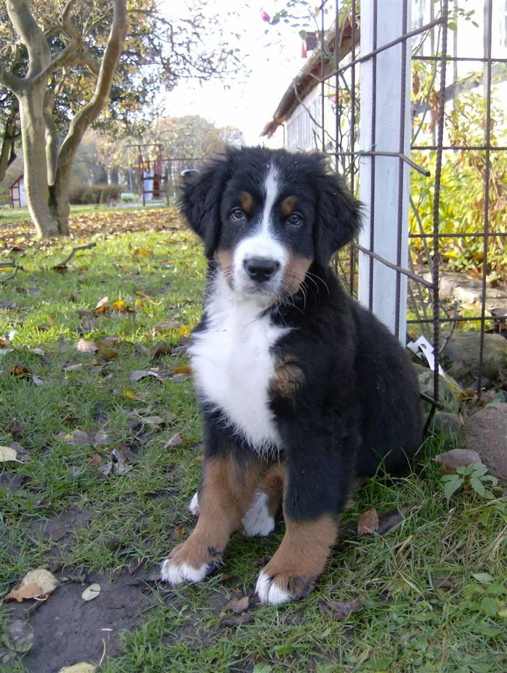 Berner sennenhund Indy billede 8