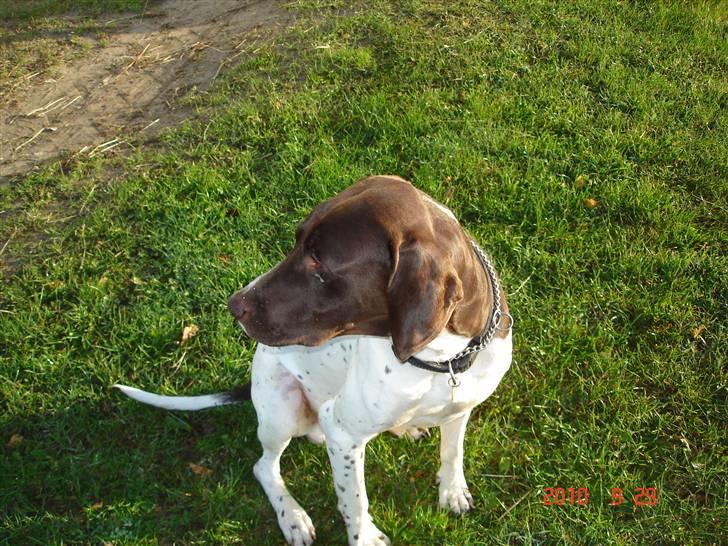 Gammel dansk hønsehund Eico billede 9