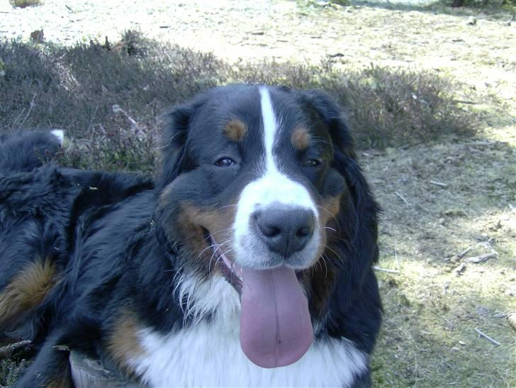 Berner sennenhund Indy billede 9