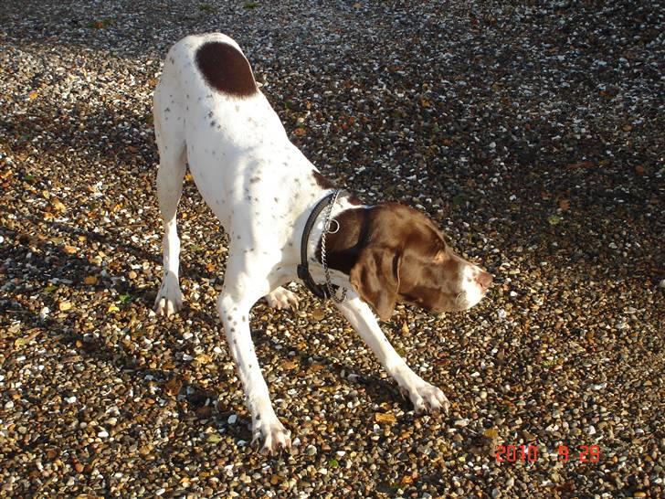 Gammel dansk hønsehund Eico billede 10