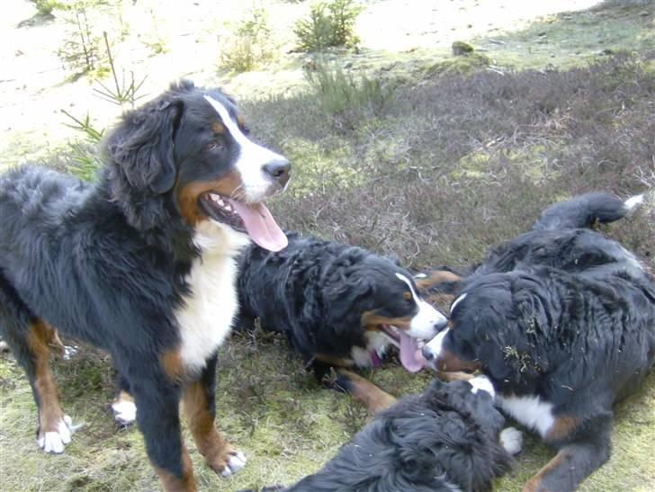 Berner sennenhund Indy billede 10