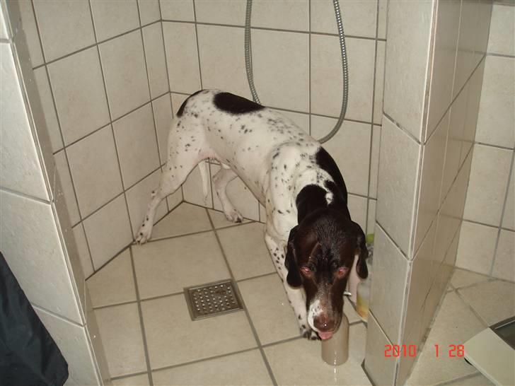 Gammel dansk hønsehund Eico billede 11