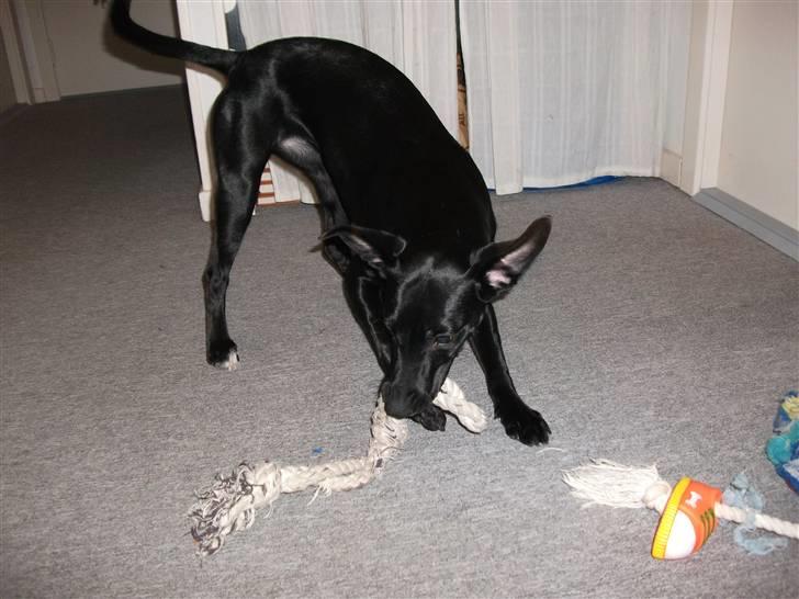 Blanding af racer Molly<3 - velkommen til dig :D billede 1