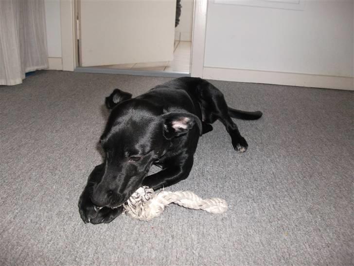 Blanding af racer Molly<3 billede 5