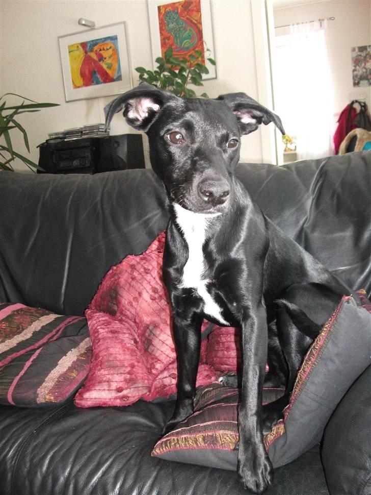 Blanding af racer Molly<3 billede 6