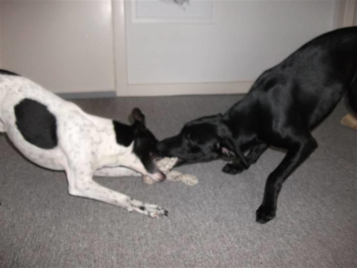 Blanding af racer Molly<3 - tovtrækning´- Det er MIN-´ billede 7