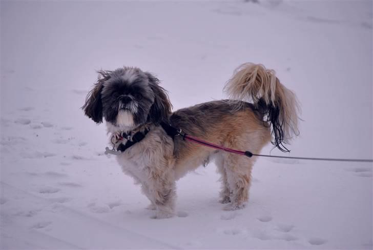 Shih tzu Taybes Faust  billede 13