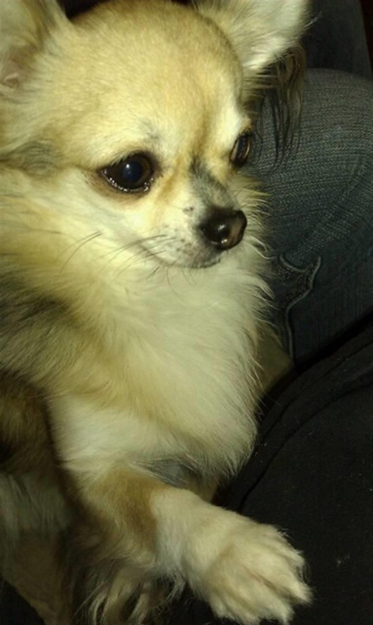 Chihuahua | Jacko - # Billede 20 billede 20