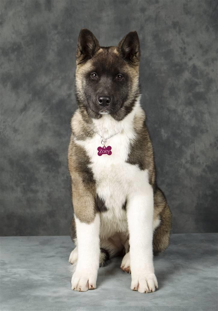 American Akita Zoey<3<3 billede 16