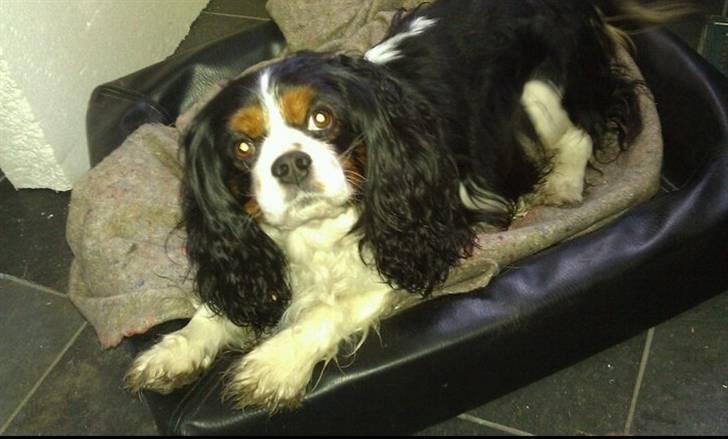 Cavalier king charles spaniel | Pondus - # Billede 10 billede 10