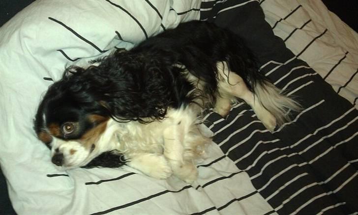Cavalier king charles spaniel | Pondus - # Billede 11 billede 11