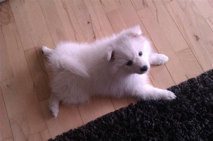 Japansk spids Aika billede 10