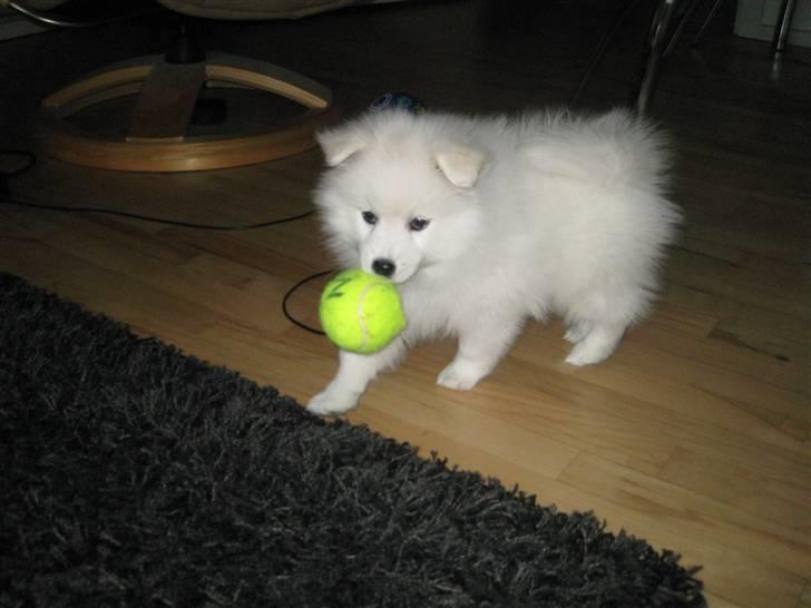 Japansk spids Aika billede 11