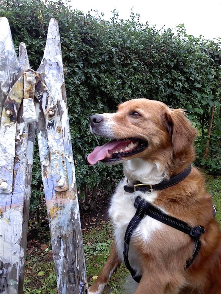 Nova scotia duck tolling retriever Chang - nobody can be so perfect, like u <3 billede 10
