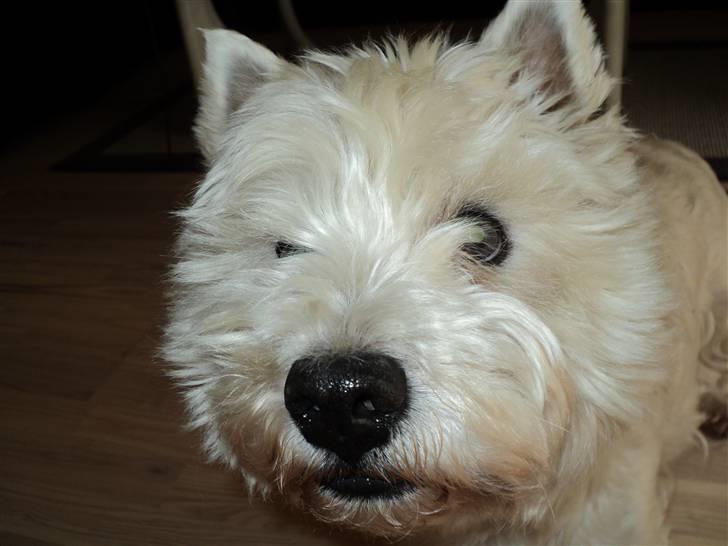 West highland white terrier Mickey - Mickeys fødselsdag 15/8-2010 Mit yndlingsbillede<3 billede 17