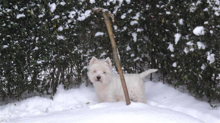 West highland white terrier Mickey billede 18