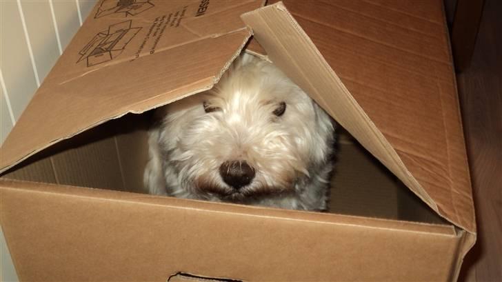 West highland white terrier Mickey - Skal du flytte Mickey? billede 19