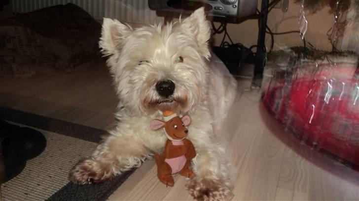 West highland white terrier Mickey - Mickey med kængurubarnet, juleaften  billede 20