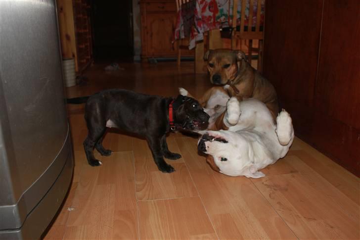 Staffordshire bull terrier Tovdal Salt 'N' Pepper billede 6