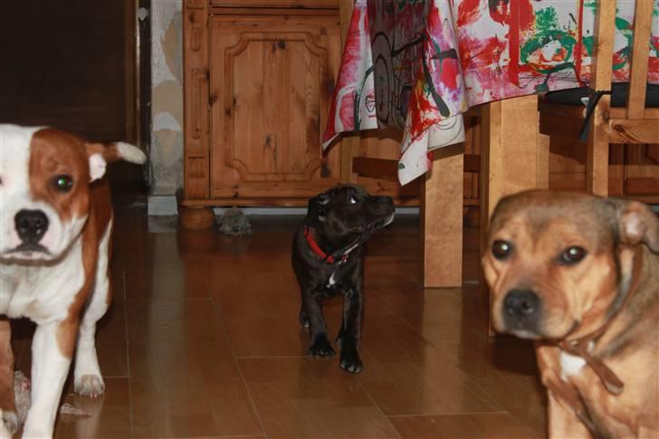 Staffordshire bull terrier Tovdal Salt 'N' Pepper billede 7