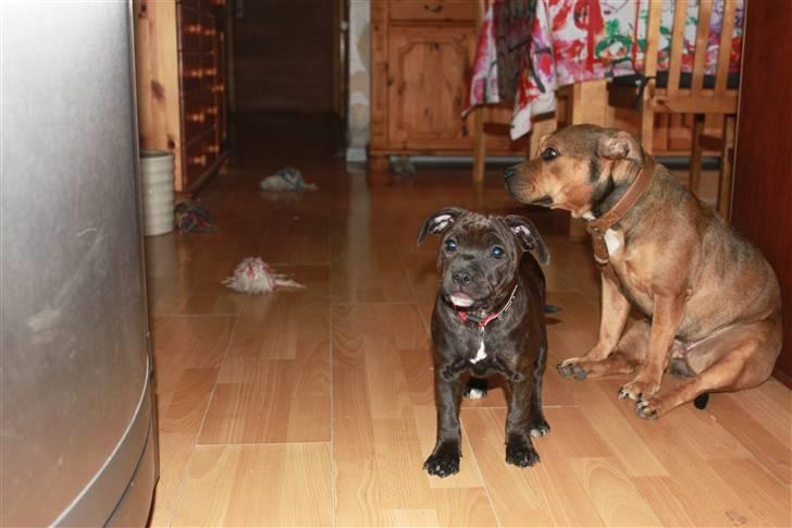 Staffordshire bull terrier Tovdal Salt 'N' Pepper billede 8