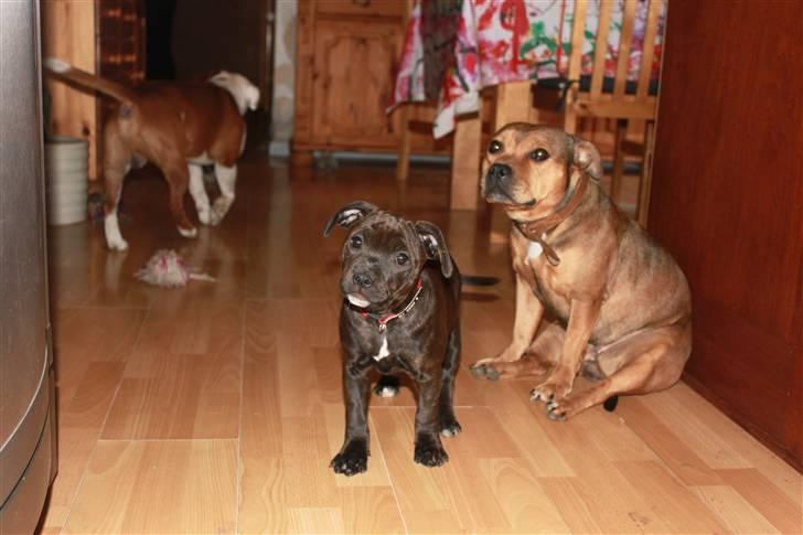 Staffordshire bull terrier Tovdal Salt 'N' Pepper billede 9