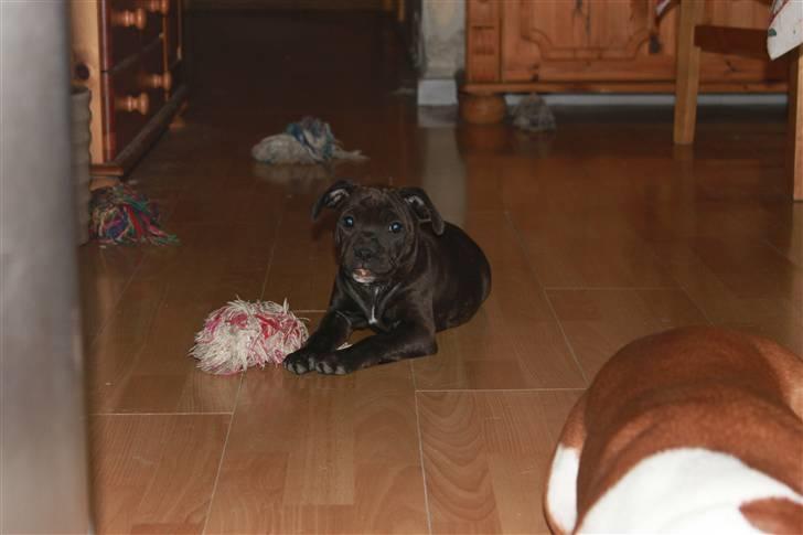 Staffordshire bull terrier Tovdal Salt 'N' Pepper billede 10