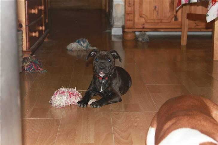 Staffordshire bull terrier Tovdal Salt 'N' Pepper billede 11