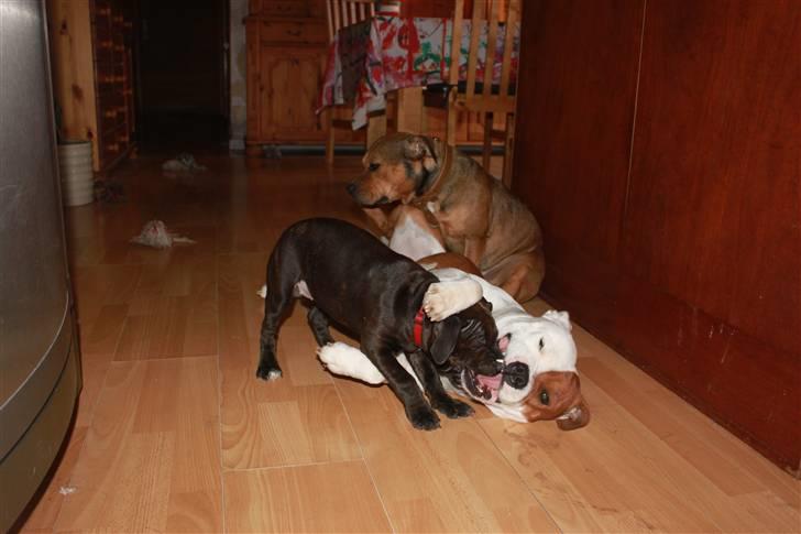 Staffordshire bull terrier Tovdal Salt 'N' Pepper billede 12