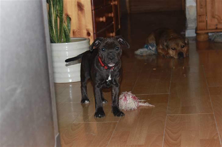 Staffordshire bull terrier Tovdal Salt 'N' Pepper billede 13