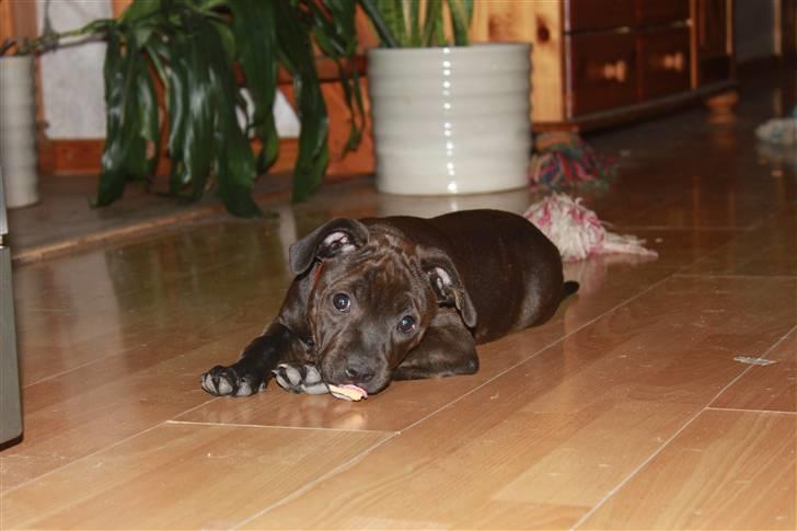 Staffordshire bull terrier Tovdal Salt 'N' Pepper billede 14