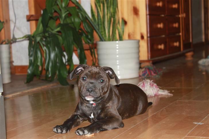 Staffordshire bull terrier Tovdal Salt 'N' Pepper billede 15