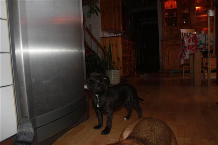 Staffordshire bull terrier Tovdal Salt 'N' Pepper billede 16