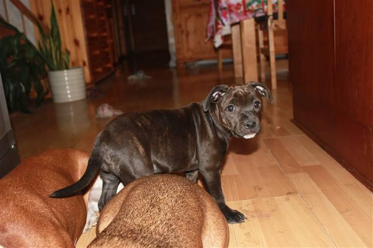 Staffordshire bull terrier Tovdal Salt 'N' Pepper billede 17