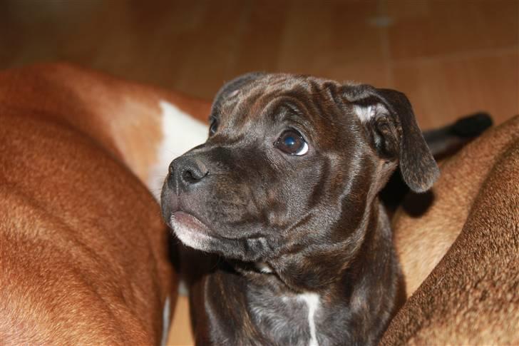 Staffordshire bull terrier Tovdal Salt 'N' Pepper billede 18