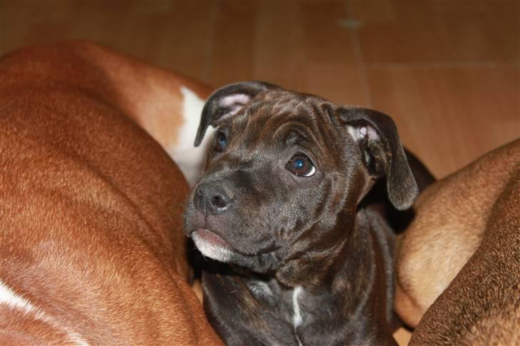 Staffordshire bull terrier Tovdal Salt 'N' Pepper billede 19