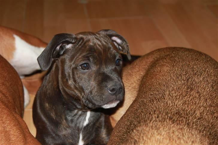 Staffordshire bull terrier Tovdal Salt 'N' Pepper billede 20