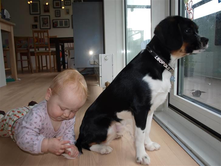 Blanding af racer Leopold - Leopold - 10mdr - "Jeg er en MEGET tålmodig hund.. Selv når Vigga synes hun vil undersøge halen" billede 4