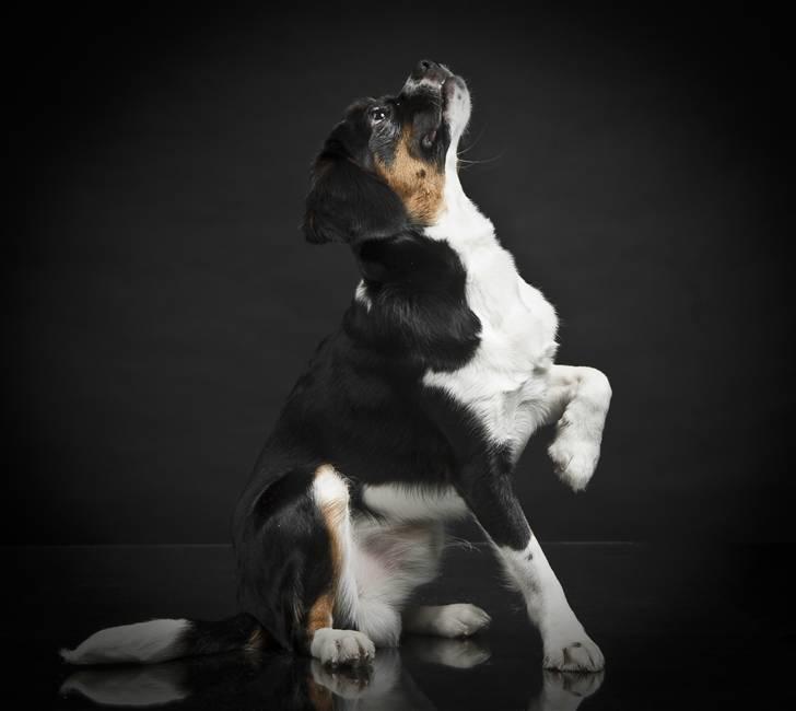 Blanding af racer Leopold - Leopold - 9mdr - som hundemodel "Pretty Please??" **Fotograf Maria Dilling - Petphoto** billede 5