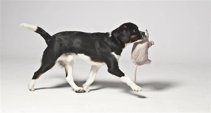 Blanding af racer Leopold - Leopold - 9mdr - som hundemodel "Jeg fik den..." **Fotograf Maria Dilling - Petphoto** billede 6