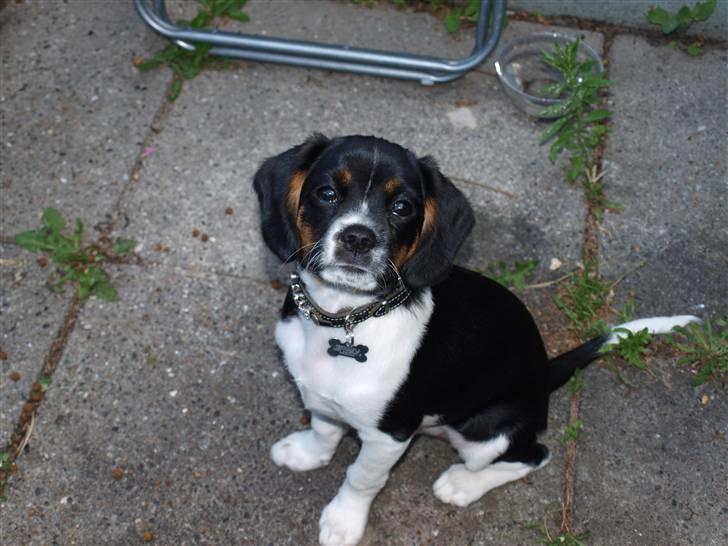 Blanding af racer Leopold - Leopold - 5mdr - charmetrold! billede 7