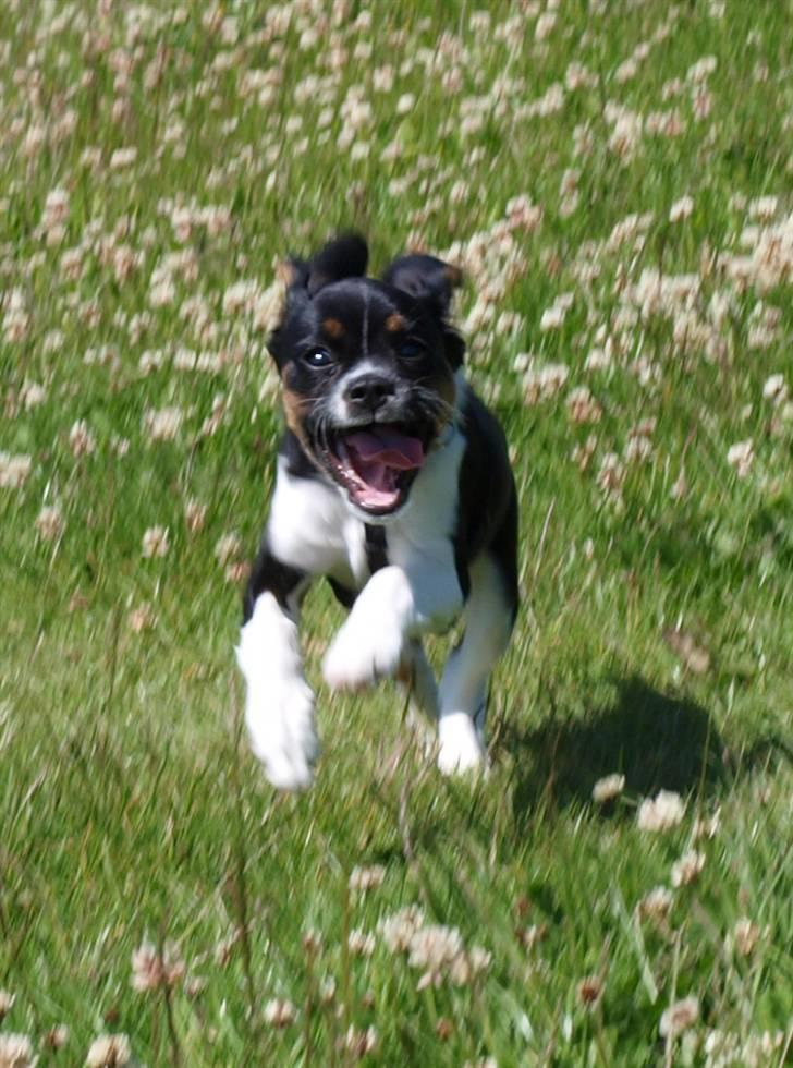 Blanding af racer Leopold - Leopold - 3 mdr - i fuld firspring! billede 9