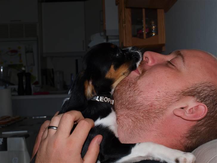 Blanding af racer Leopold - Leopold - 3 mdr - MEGET kælen.. MEGET kontaksøgende.. MEGET glad for nærhed! billede 10