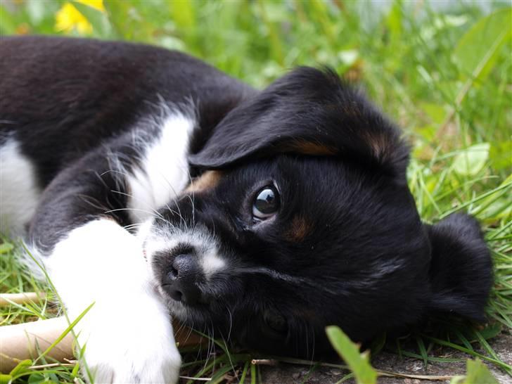 Blanding af racer Leopold - Leopold - 8uger - verdens dejligste og smukkeste hvalp! billede 11