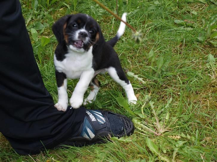 Blanding af racer Leopold - Leopold - 8uger - og meget farlig.. Så længe man står på fars fod! ;) billede 12